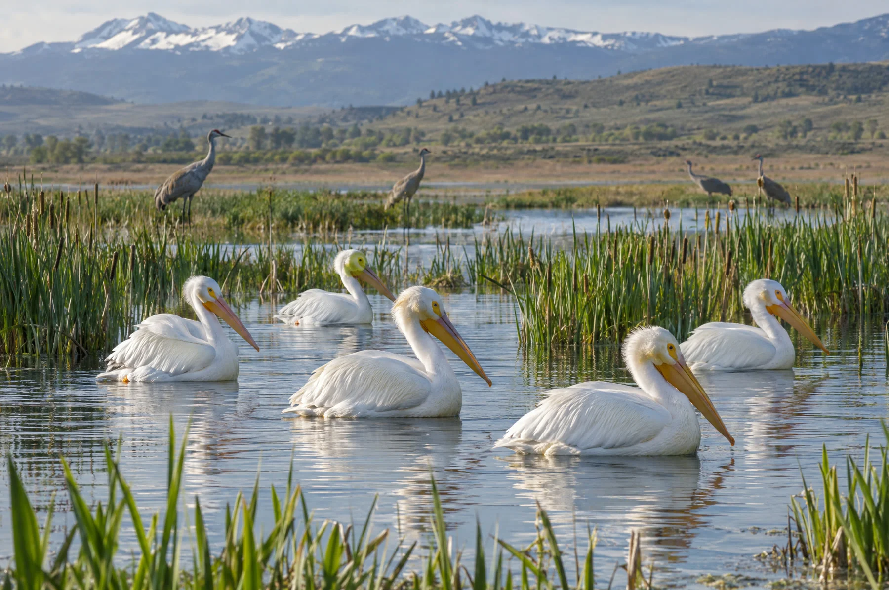 Illustration of pelicans in a wetland